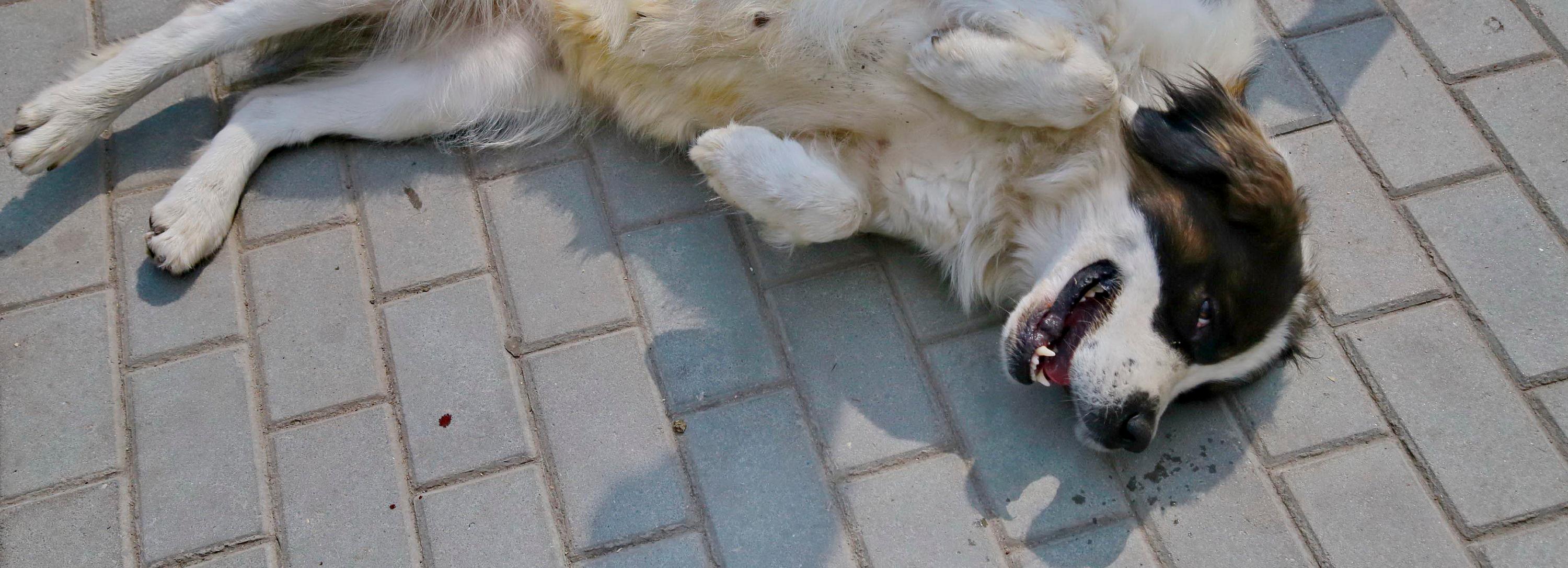 На трогательную фотосессию с бездомными собачками зовут в «Деревню Мира»