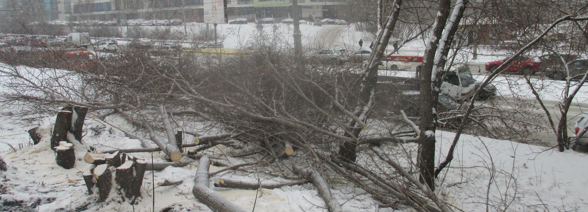 Полиция нашла хозяина техники, рубившей деревья у бывшего ТЦ «Мегас»
