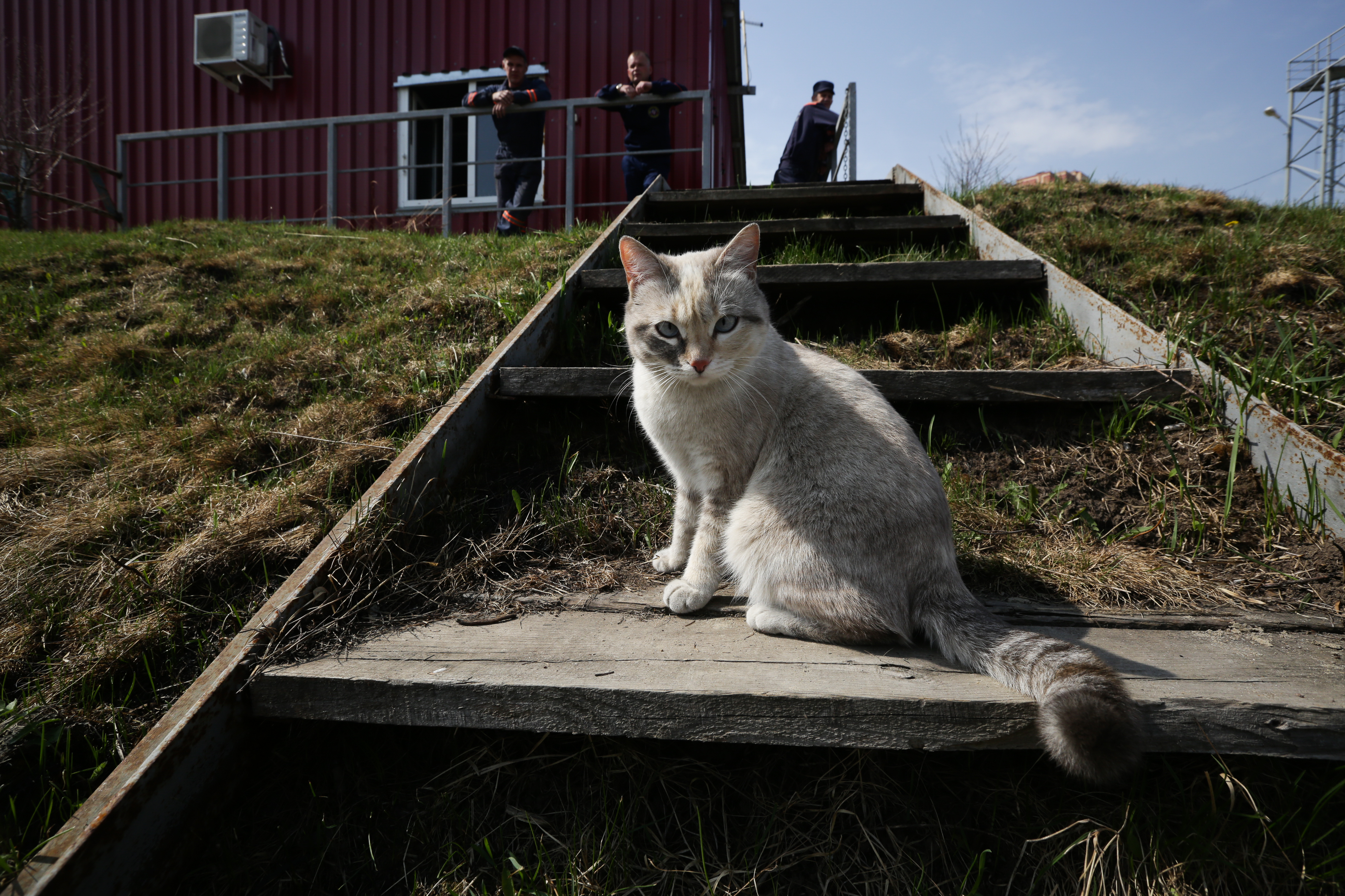 Стерилизовать кошку можно за 1200 рублей в Новосибирске