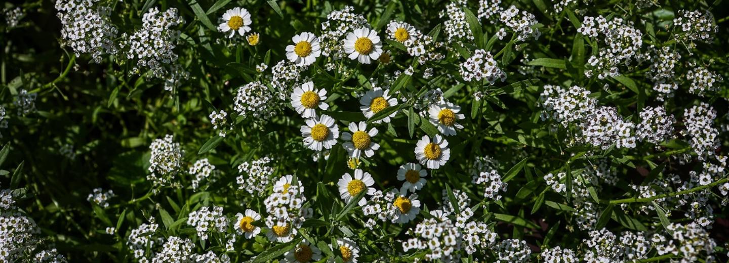 «Мужья приходят домой с ромашками»: как новосибирцы видят День семьи