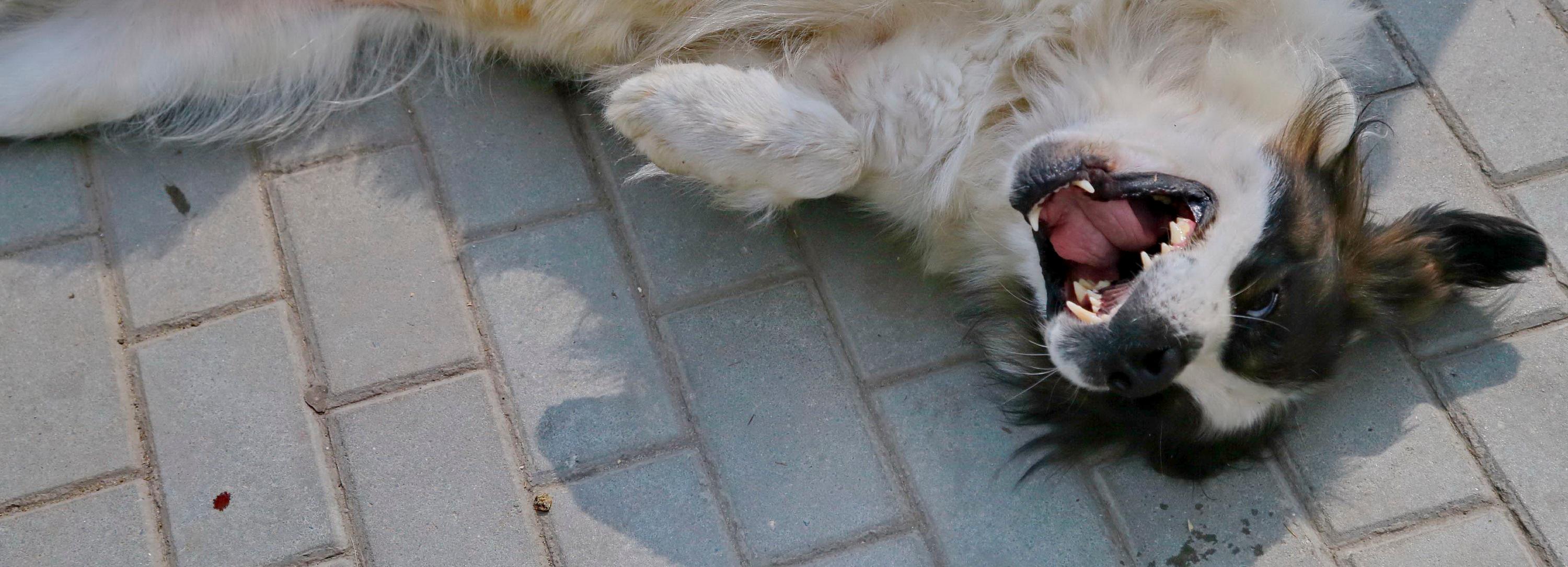 Новые семьи нашли 12 собакам, изъятым у психически больной пенсионерки