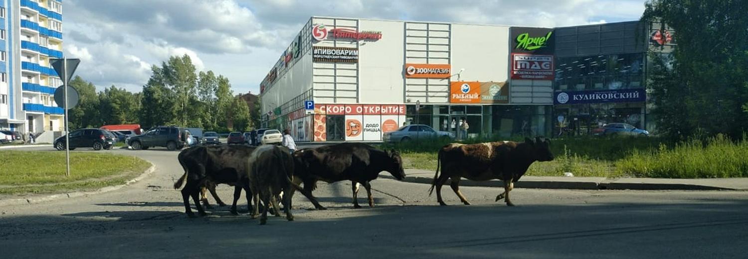 Стадо коров пришло жевать траву у торгового центра в Новосибирске