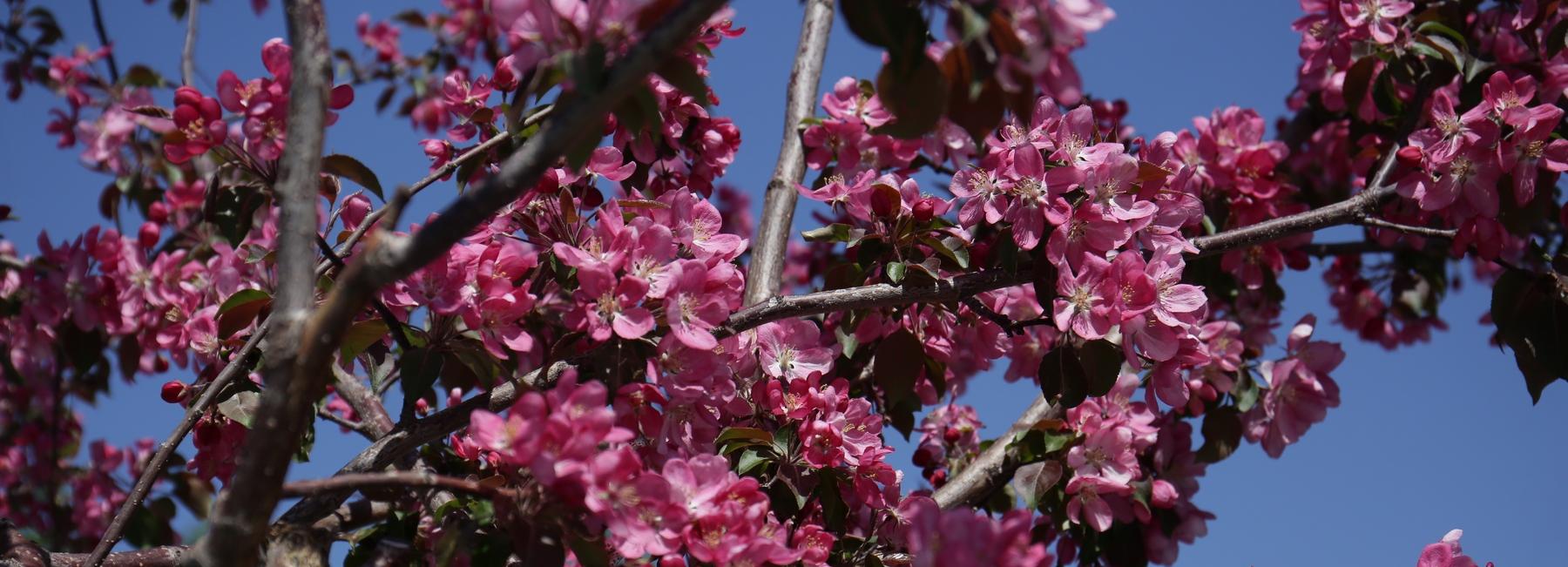 Нежнее нежного: яблони «Рудольф» зацвели на Михайловской набережной
