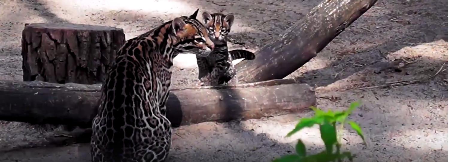 Редкий хищный котёнок появился на свет в Новосибирском зоопарке