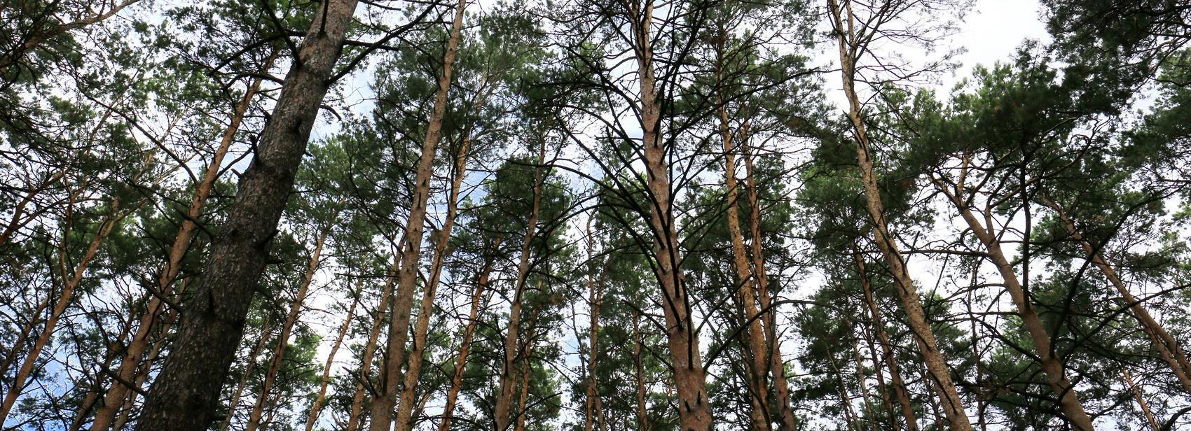 Мэр с прокурором города отменили решение о вырубке в Нижней Ельцовке