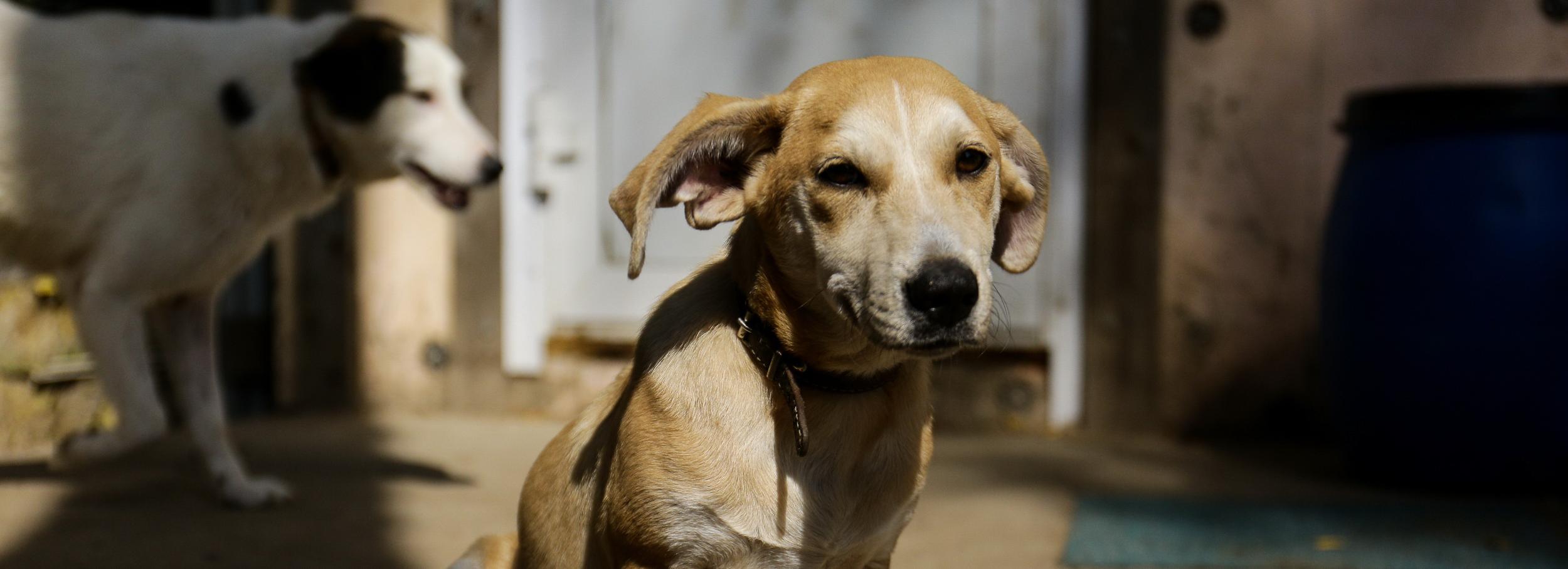 «Биму переехала бетономешалка»: репортаж из больницы для бездомных собак
