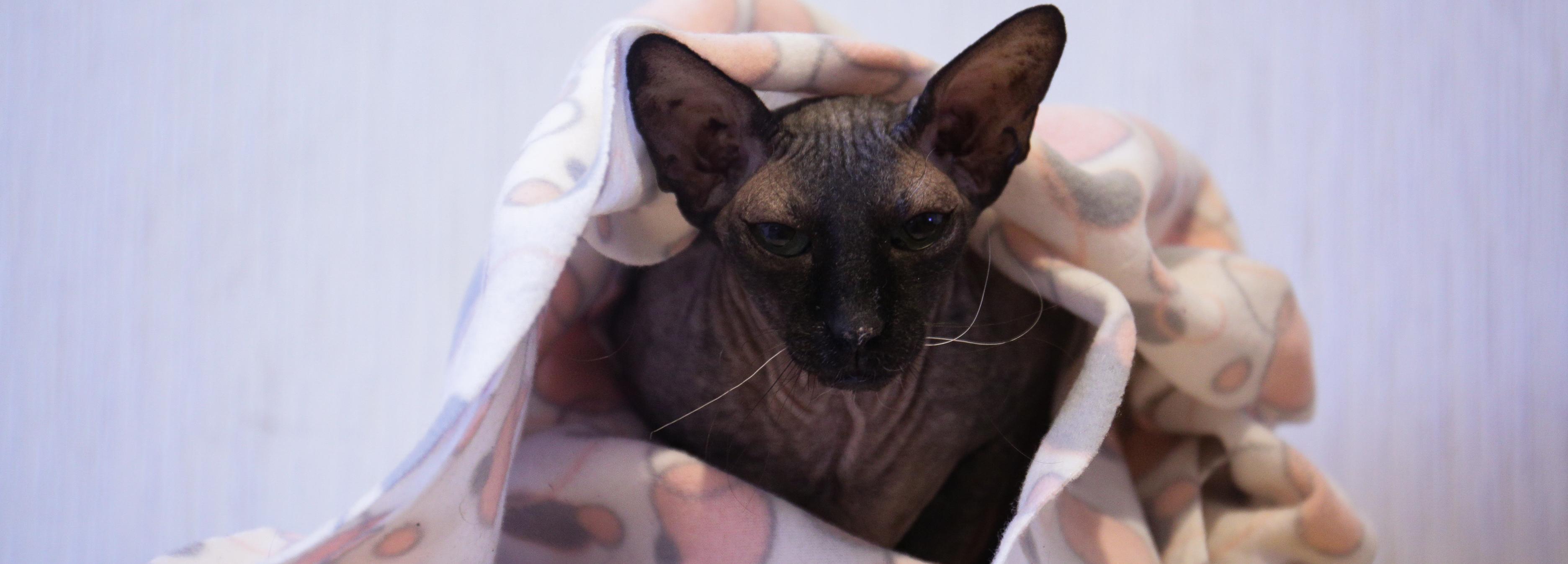 44% соцучреждений подключили к теплу в Новосибирской области