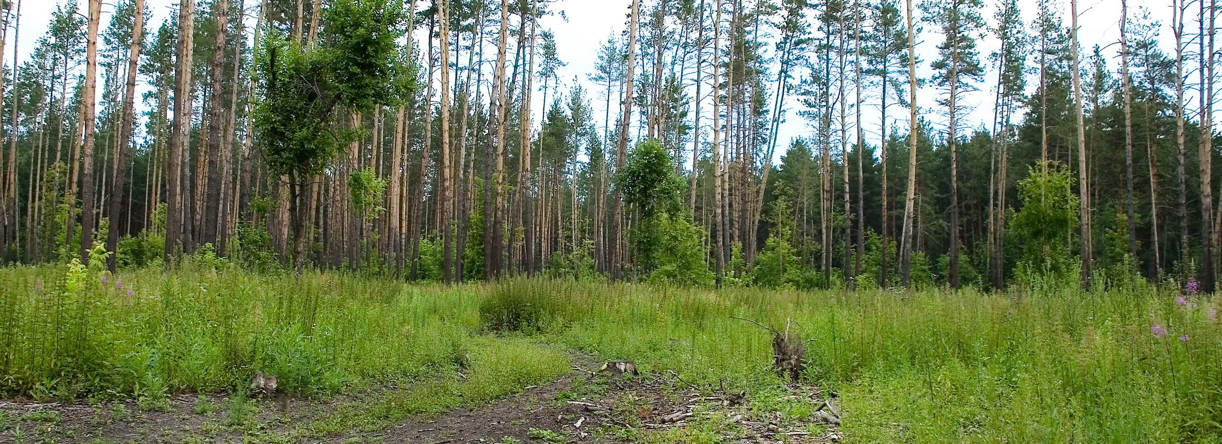 Заельцовский бор защитили от вырубки и застройки в суде