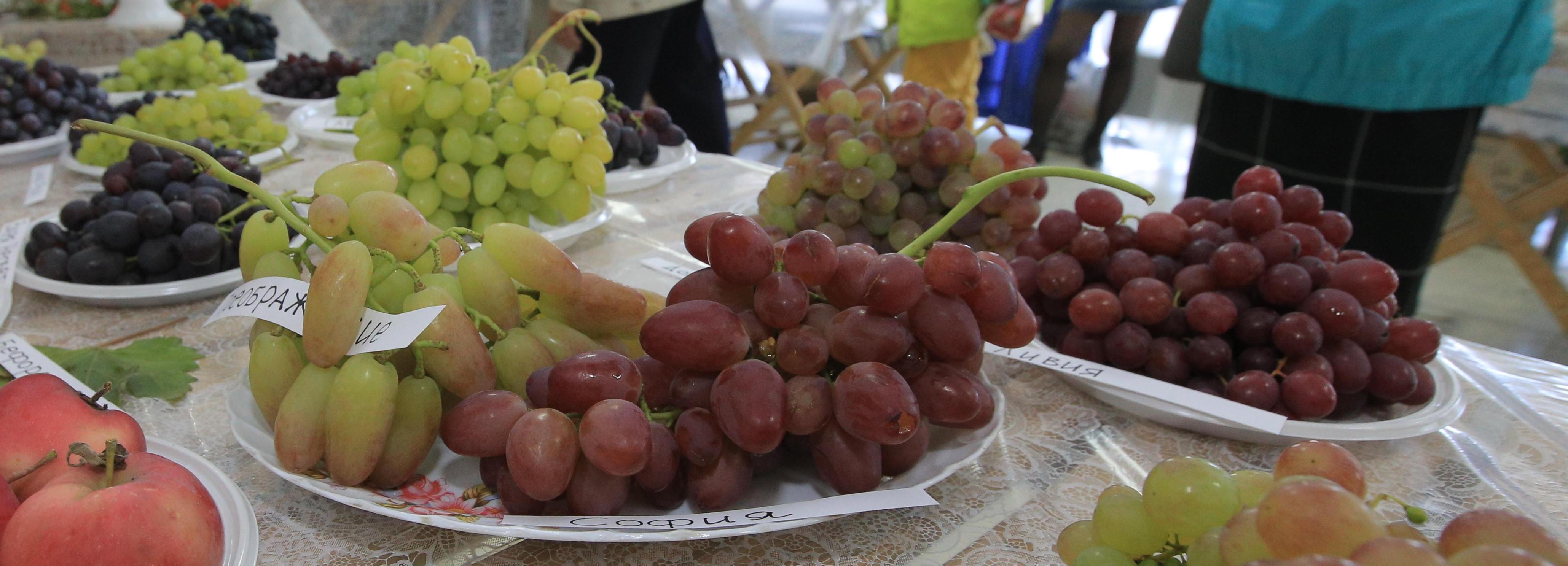 Выращивать виноград в Сибири научат агрономы из «Дачной академии»