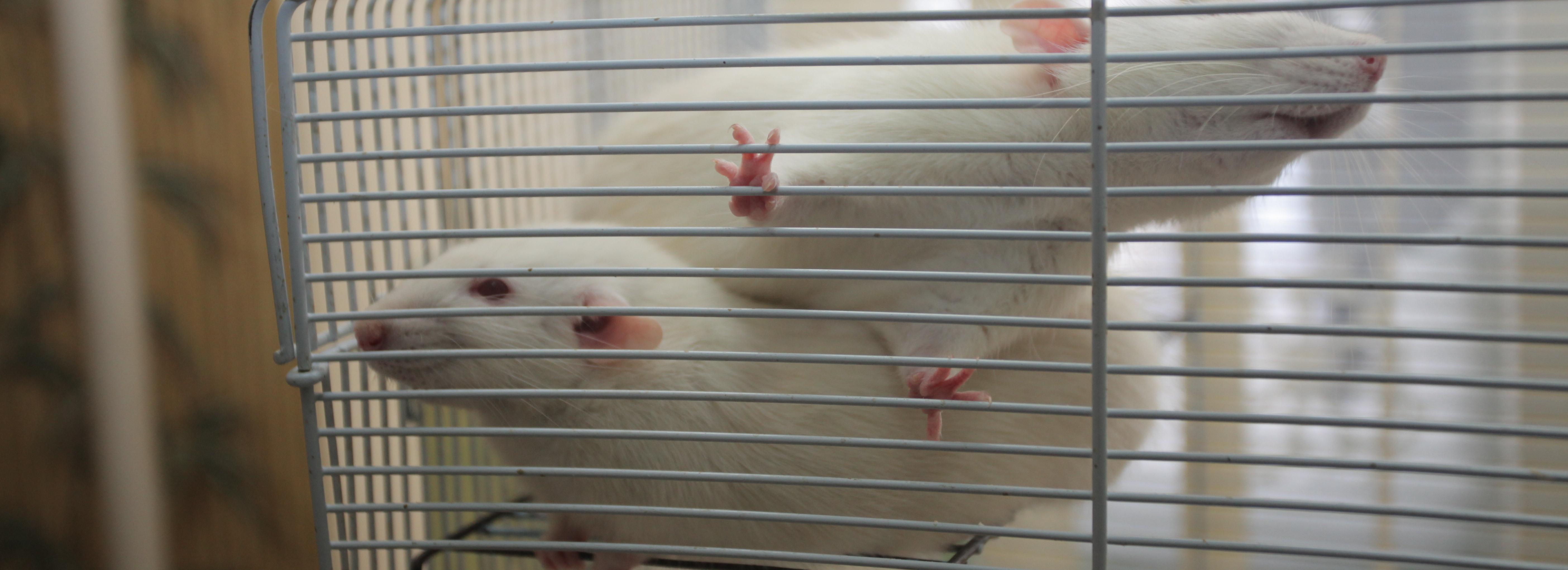 Новое открытие учёных: зачем мыши вдыхают марганец в лаборатории СО РАН