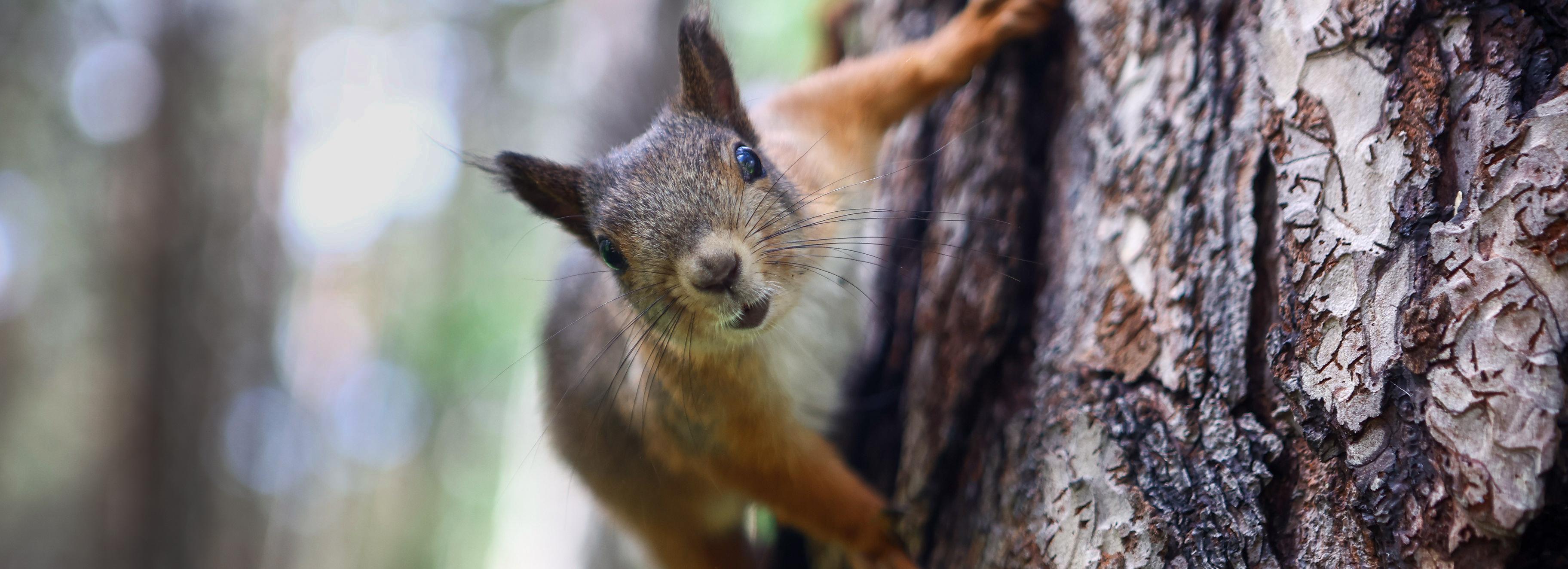 Фургон Green Drive с мешками и перчатками приедет в Чемской бор