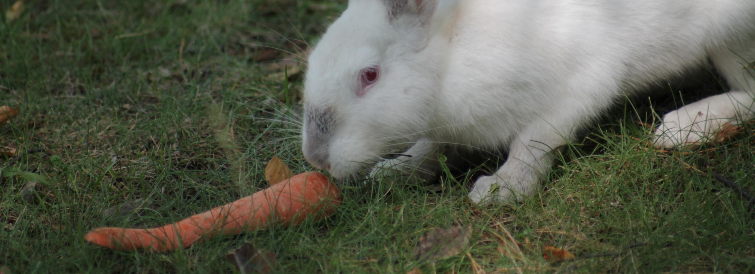 Рай для лопоухих: беспечные кролики расплодились в Академгородке