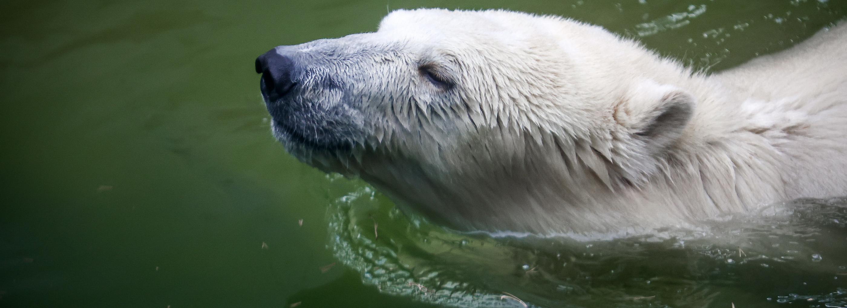 Новосибирский зоопарк сократил рабочий день на час с 14 октября
