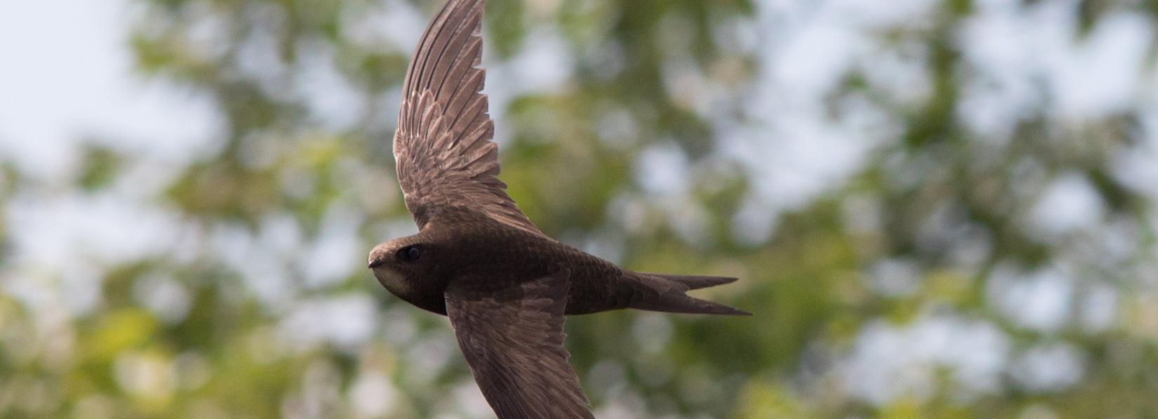 До свидания, лето: из Новосибирска улетел последний стриж