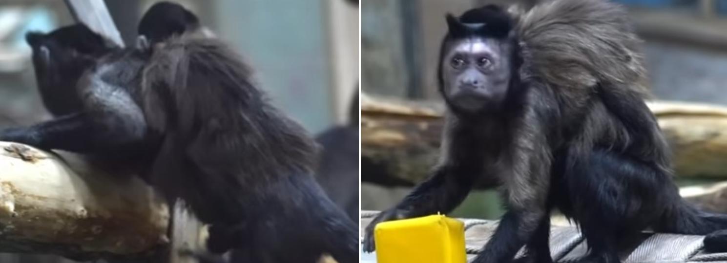 Забавного детёныша капуцинов сняли на видео в новосибирском зоопарке