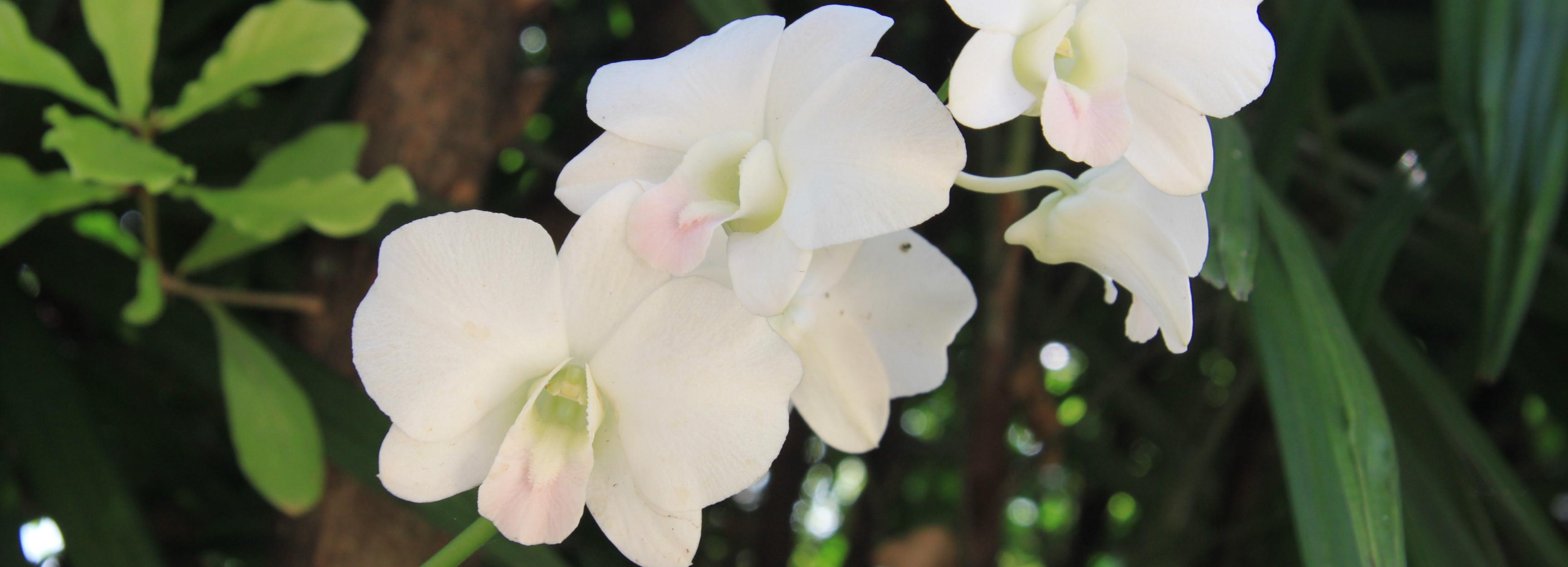 В городских теплицах планируют выращивать орхидеи