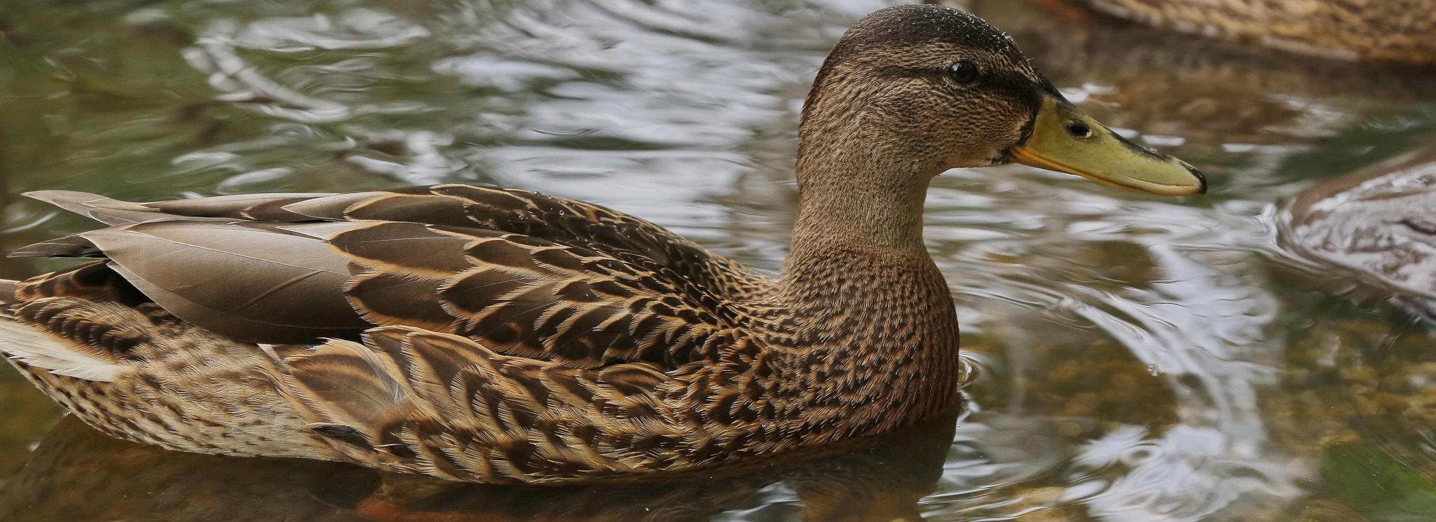Первые крохотные утята появились в новосибирском зоопарке