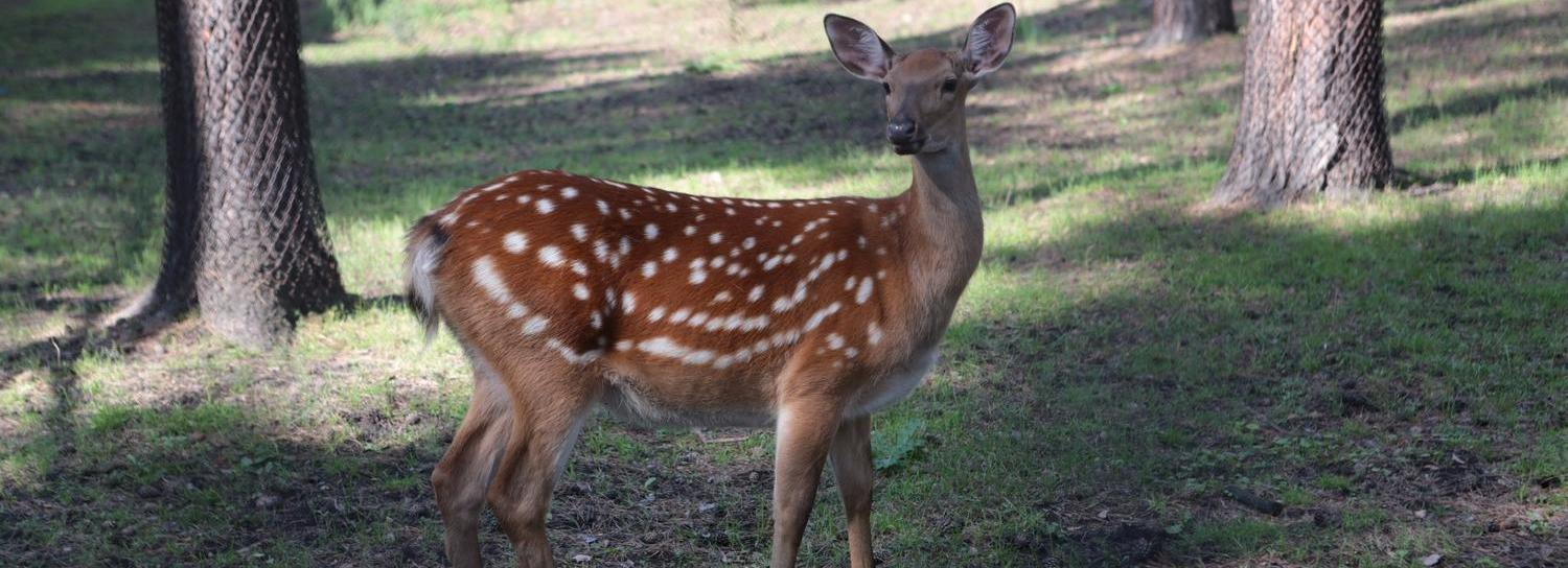 Раненая косуля пришла на огород в Новосибирской области — хозяин её добил