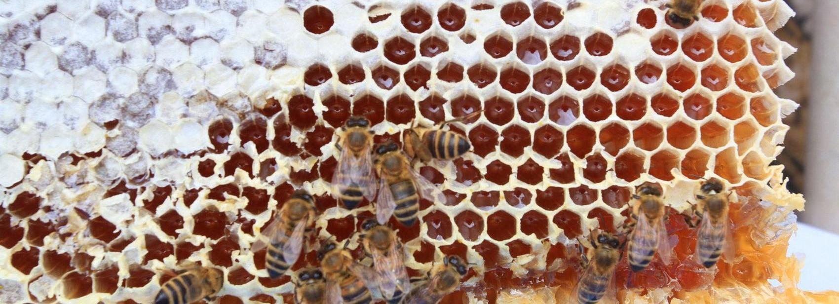 Массовую гибель пчёл выявили в семи районах Новосибирской области