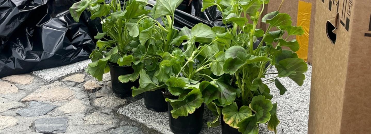 500 бархатцев и гераней расцветут ко Дню Победы на Монументе Славы