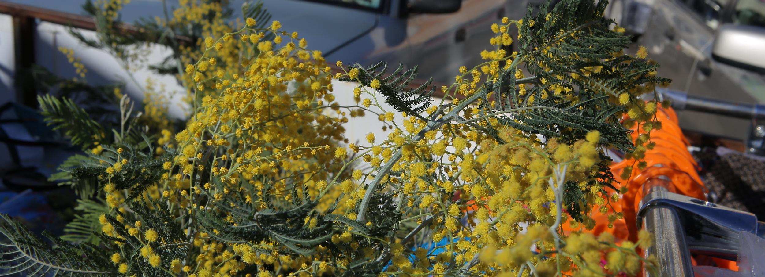 Живые мимозы за 200 рублей привезли на ярмарку у ДК Горького