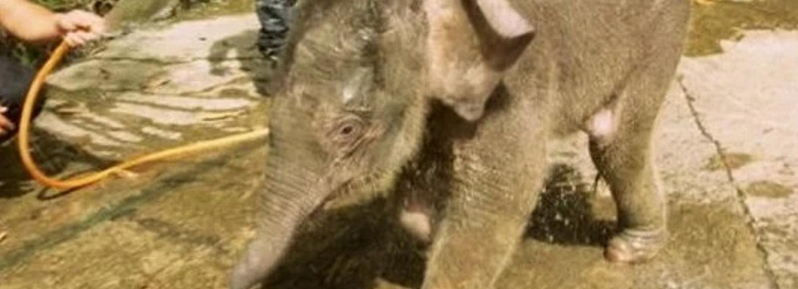 Настоящего слона продают в Новосибирске за 100 тысяч