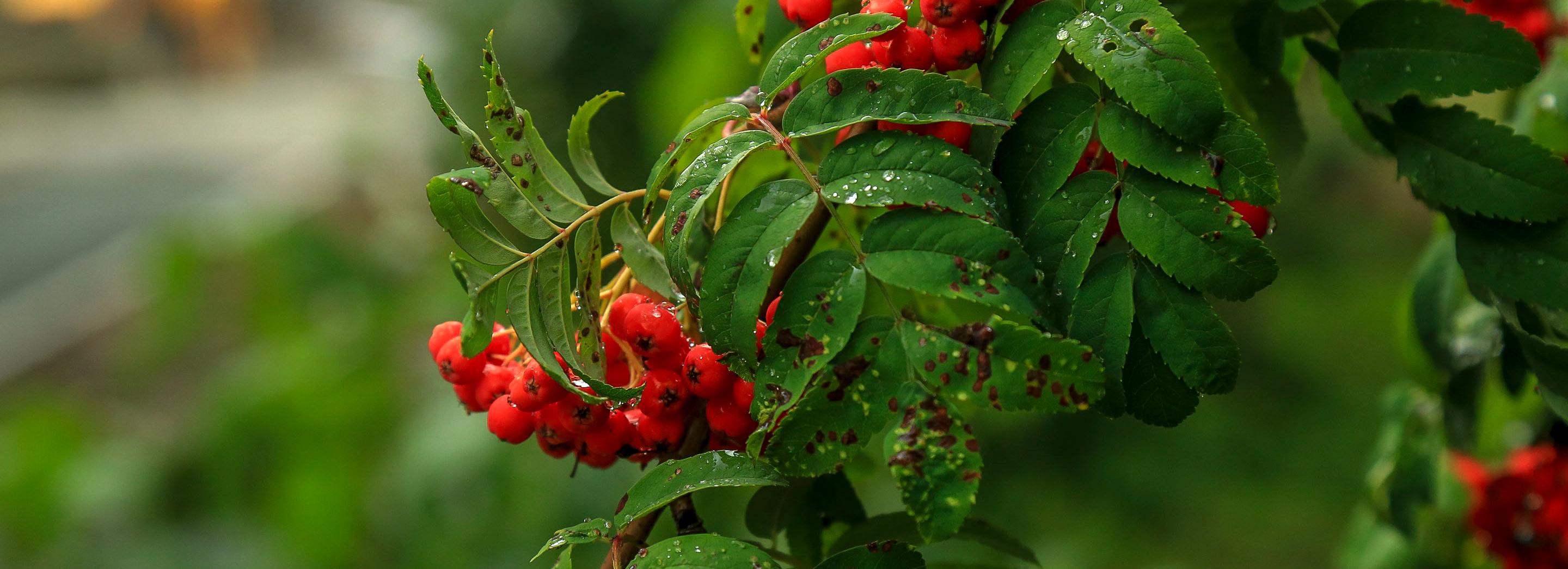 Сквер вместо магазина появится на Южном-Чемском жилмассиве