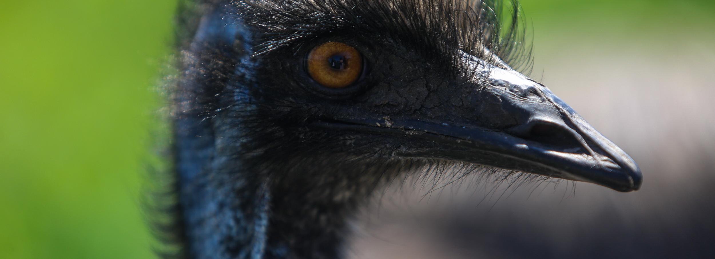 «Самец хрюкает, самочка — тукает»: истории обитателей страусиной фермы