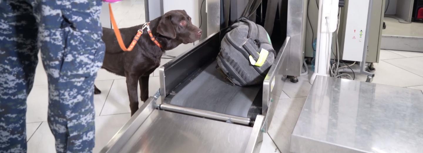 Собака Эмма помогла таможенникам найти незадекларированные деньги
