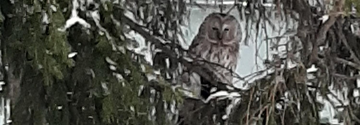 Хитрая сова-хищница охотится на голубей в Новосибирске