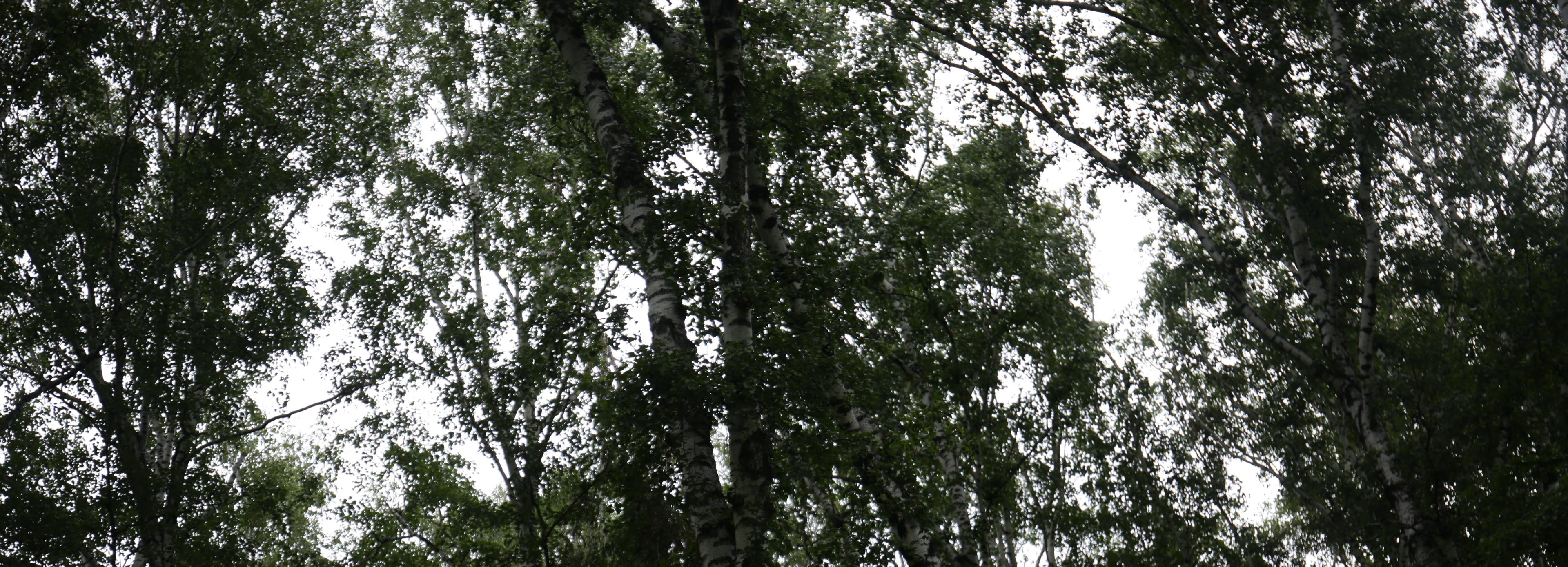 За неделю клещи укусили 84 жителя Новосибирской области