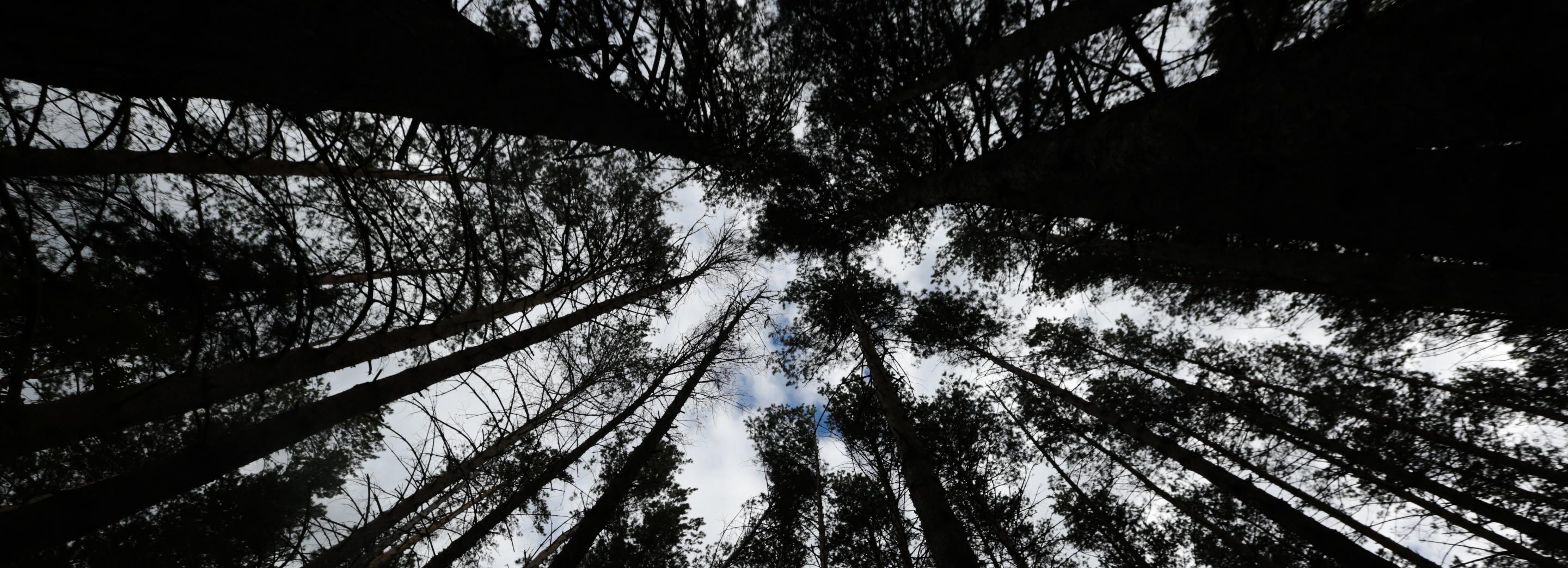 Для охраны новосибирских лесов впервые закупят квадрокоптеры