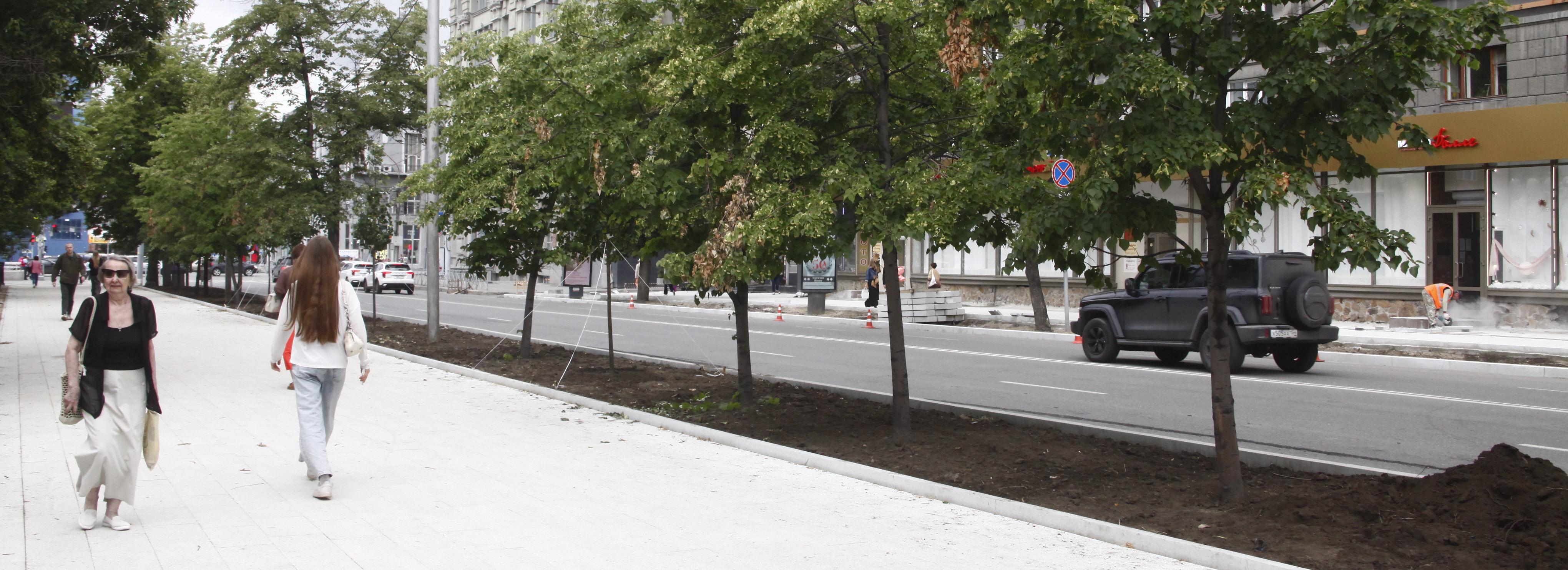 Обновление аллеи на Орджоникидзе: чем хороши липы «Гринспаер»