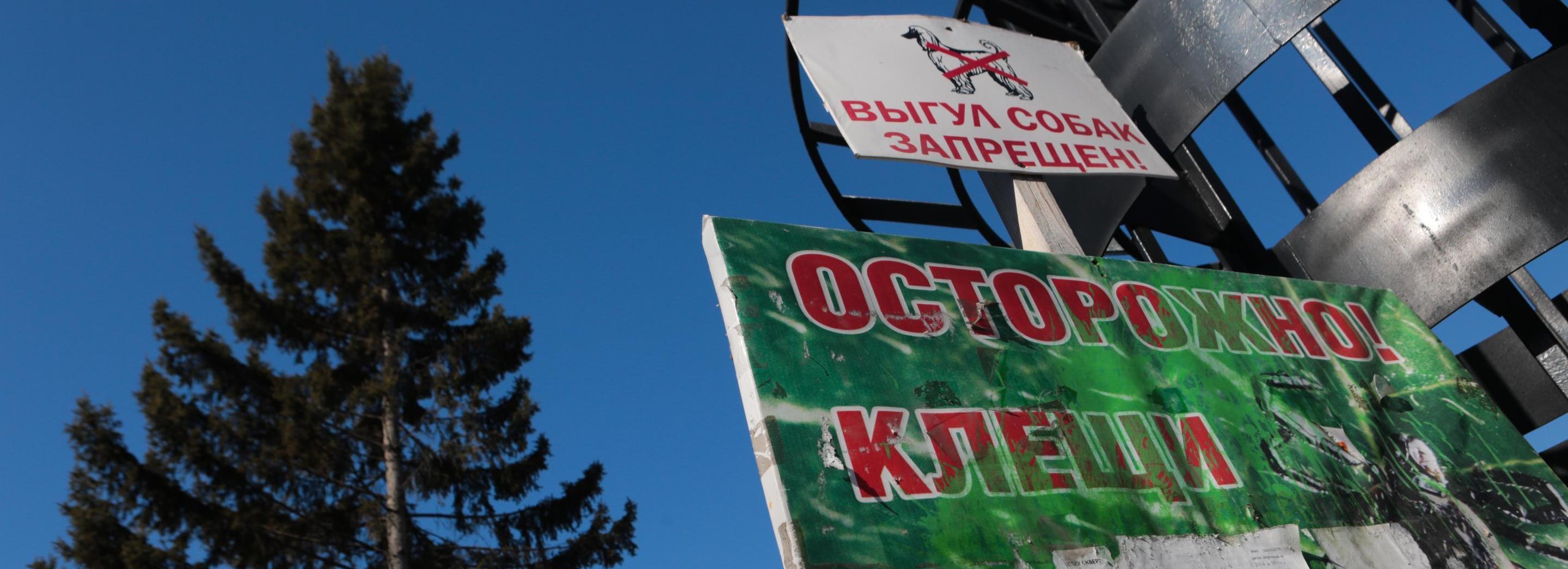 Клещи стали реже кусать новосибирцев: энцефалит нашли у 24 человек