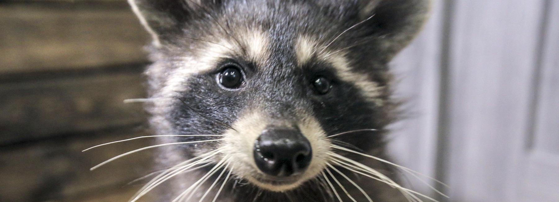 Будь как енотик: милые зверьки позвали новосибирцев на субботник