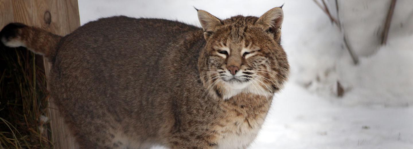 Перепись населения проведут в Новосибирском зоопарке