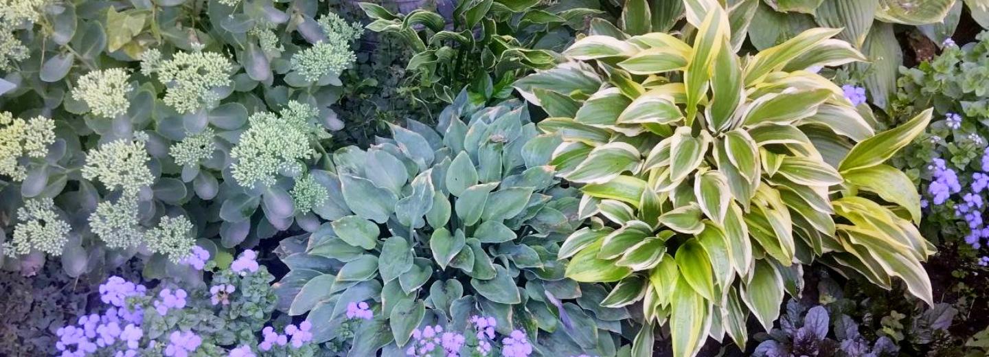 Изумрудная магия: 300 сортов хост покажут на выставке в Музее природы