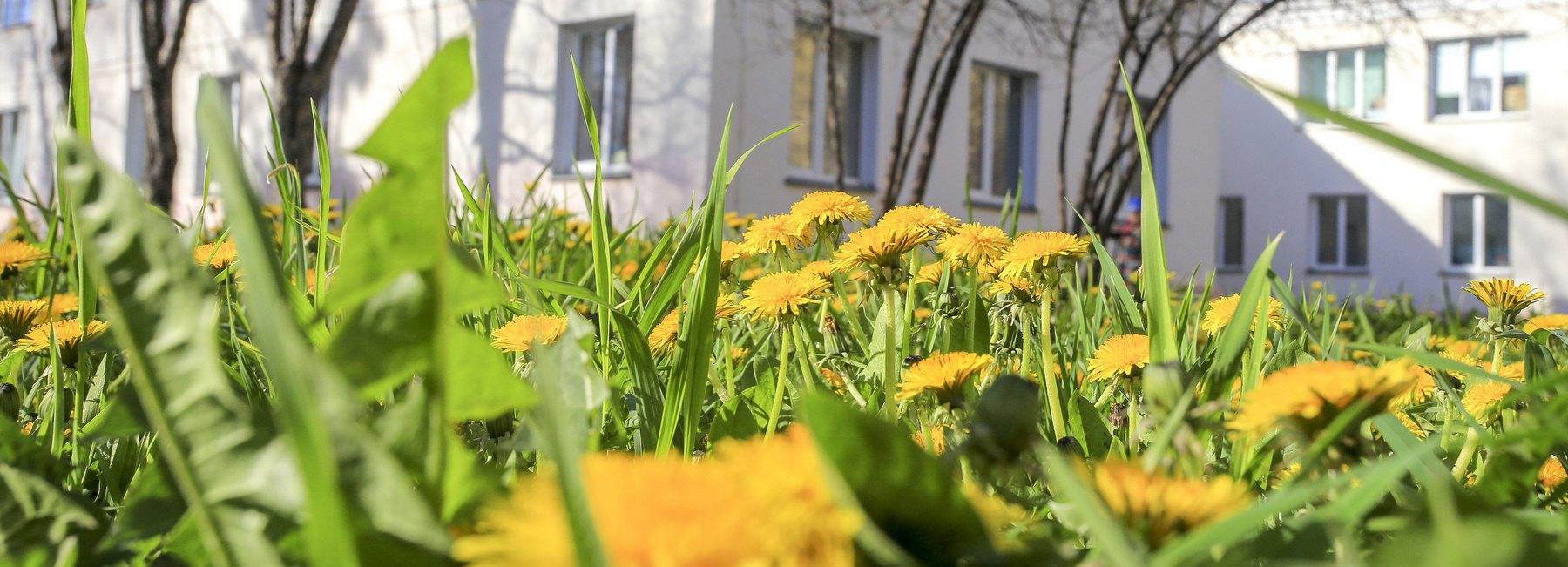 Поле одуванчиков зацвело на Богдашке: яркие фото весеннего города