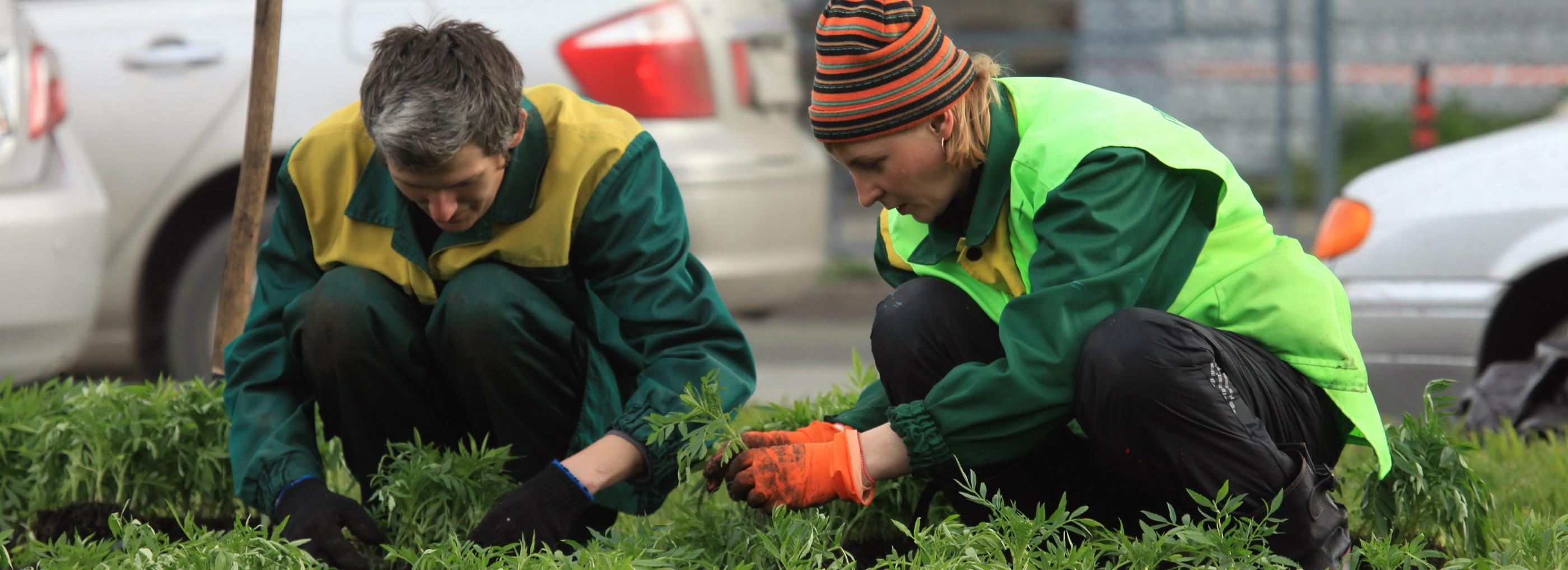 Травы, кустарники и деревья: где в Новосибирске благоустроят газоны