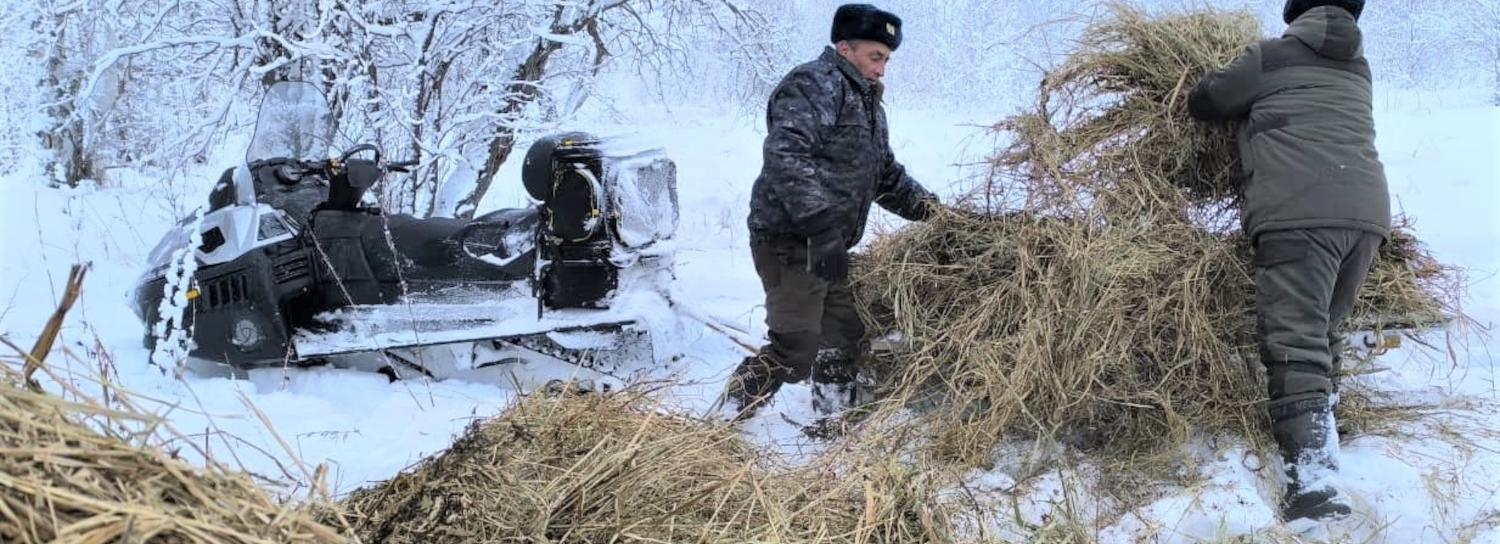 Рост популяции лося и косули зафиксировали в Новосибирской области