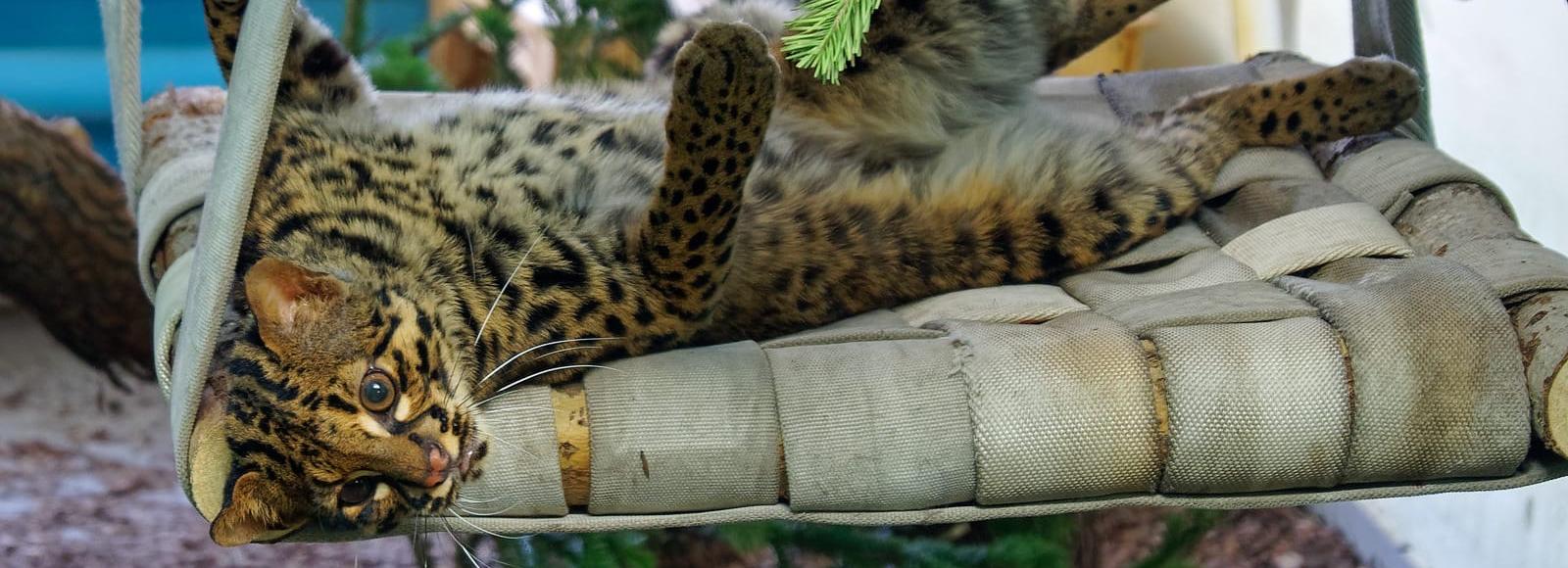 Редкая мраморная кошка поселилась в Новосибирском зоопарке