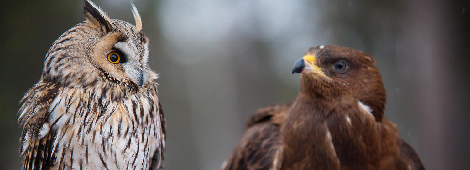 Кряква, чайка и рябинник: топ городских птиц Новосибирска