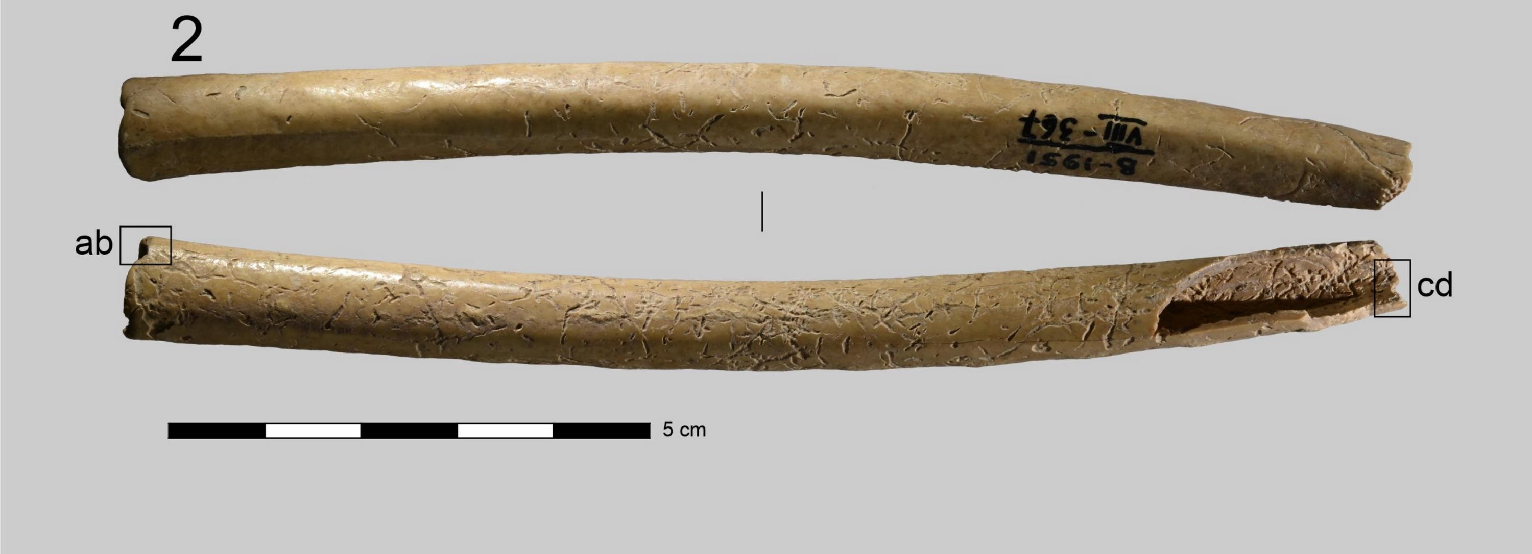 Новосибирские учёные просветили микротомографом древние футляры для игл