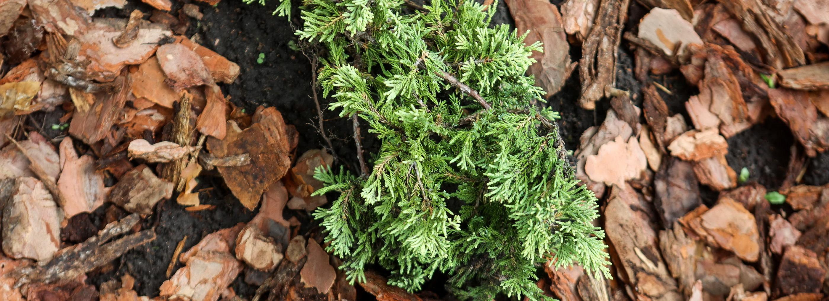 Аллею ветеранов с ивами и можжевельником создали в Берёзовой роще