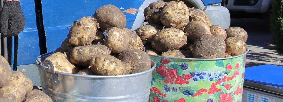 Сажать картошку планируют только 46% огородников в Новосибирске