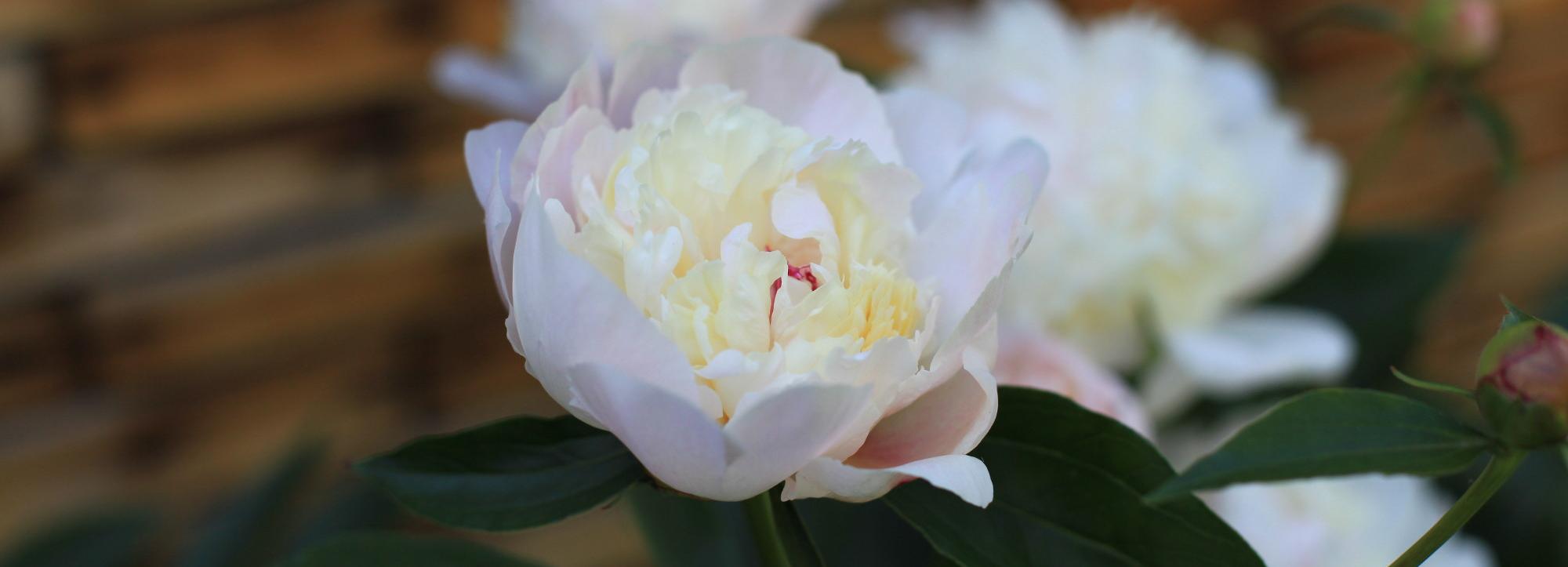 Фестиваль открыток из цветов проведут к 90-летию Первомайки