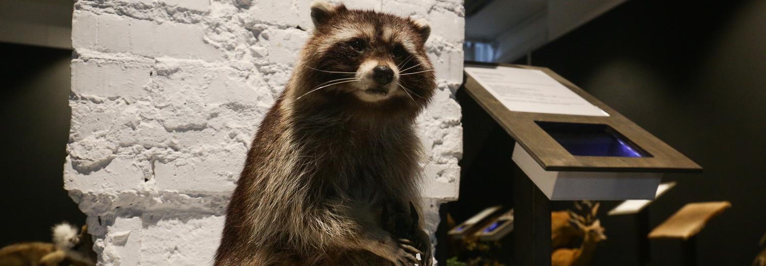 Звери в постели: скандальную выставку открыли 14 февраля в Новосибирске