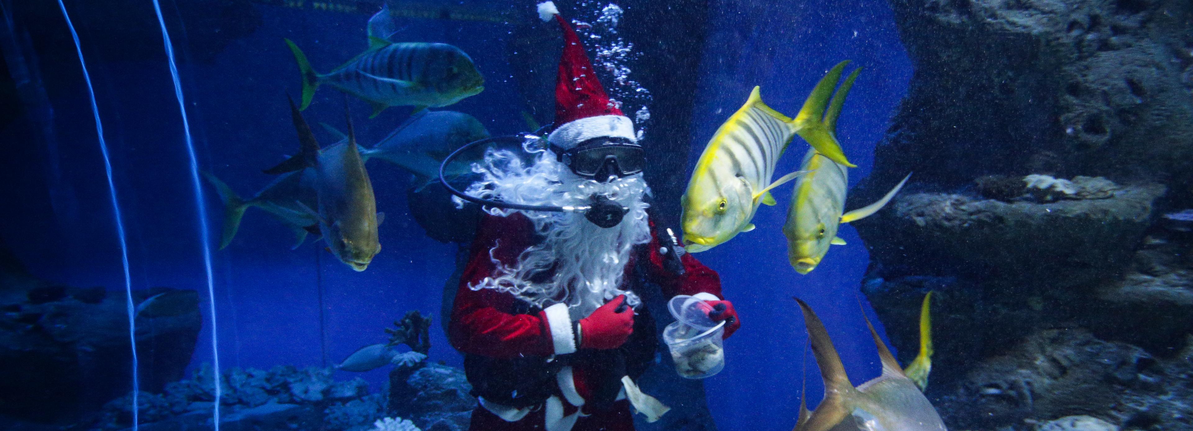 Вместе с акулами плавает Дед Мороз в новосибирском океанариуме