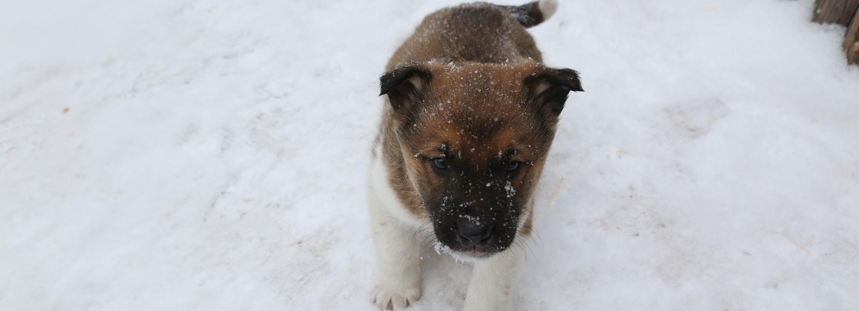 Если вы пропустили: юбилей сайта «НН», собачий рай и кукольный замок