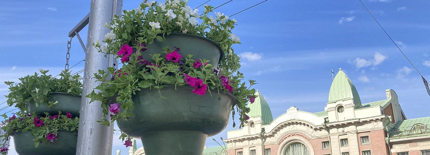 Центр Новосибирска украсили подвесными кашпо с яркими петуниями
